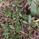 Ludwigia adscendens Habitus