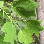 Liriodendron chinense 葉