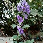 Aconitum napellusफूल