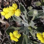 Goodenia affinis Flor