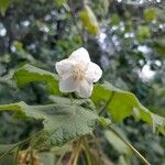 Dombeya burgessiae Цвят