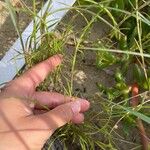 Parapholis filiformis Leaf