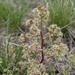 Trinia glauca Blomst