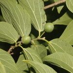 Celtis caudata Ліст