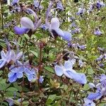 Rotheca myricoides फूल