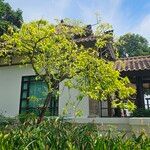 Ceodes grandis 整株植物