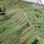 Araucaria laubenfelsii Hoja