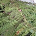 Araucaria laubenfelsii برگ