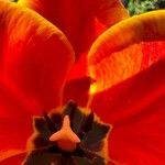 Tulipa raddii Цвят