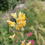 Linaria angustissimaКвітка