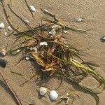 Zostera marina Folha