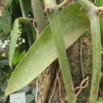 Vanilla planifolia Φύλλο