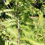 Metasequoia glyptostroboidesLeaf