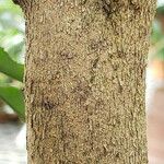 Camellia tsaii Bark