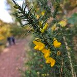 Ulex minor Floare