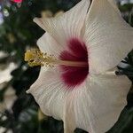 Hibiscus ovalifolius Floro