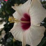 Hibiscus ovalifolius Blodyn