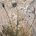 Amsonia longiflora عادت