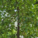 Artocarpus lacucha Leaf