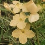 Barleria eranthemoides Blomst