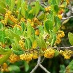 Azara integrifolia Virág