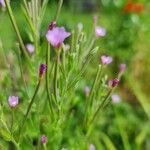 Epilobium parviflorumFlor