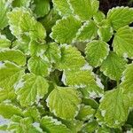 Coleus madagascariensis Leaf