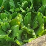 Pistia stratiotes ഇല