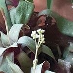 Crassula orbicularis പുഷ്പം