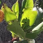 Arbutus unedo Leaf