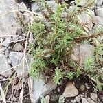 Ammannia baccifera 葉
