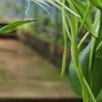 Habenaria procera Flor