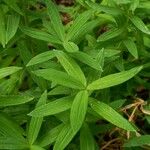 Polygonatum verticillatum List