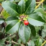 Ilex meserveae Deilen