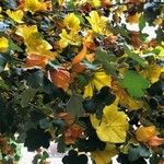 Fremontodendron californicum Цвят