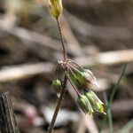 Holosteum umbellatum Õis