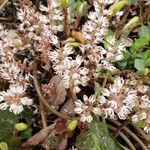 Pachysandra procumbens Kwiat