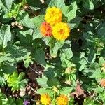 Lantana horrida Flor