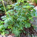 Trollius chinensis पत्ता