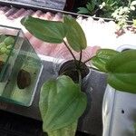Echinodorus cordifolius Frunză