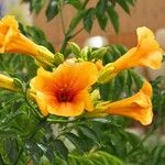 Campsis grandiflora Libunga