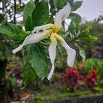 Tabernaemontana pachysiphon Flower