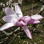 Magnolia dawsoniana Blodyn