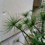 Cyperus haspan موطن