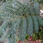 Albizia lebbeck Levél