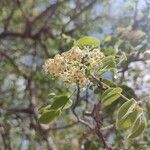 Spondias tuberosa Flors