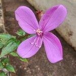 Centradenia inaequilateralis Flower