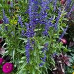 Salvia farinacea Цветок