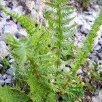 Dryopteris villarii Fulla