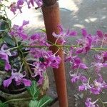 Epidendrum atacazoicum 花